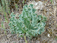 Sonchus crassifolius