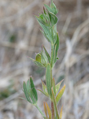 Helianthemum ledifolium