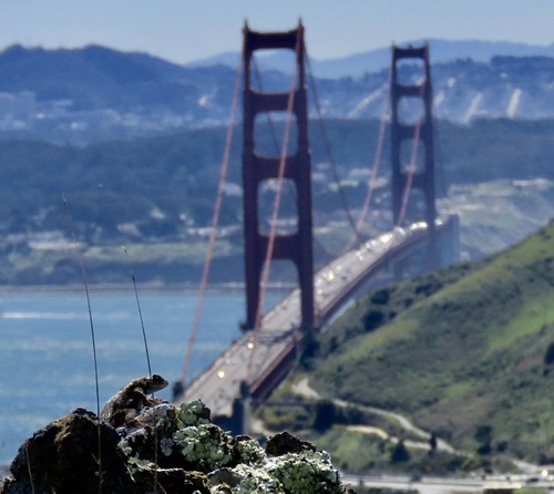 Western Fence Lizard, Marin Headlands, Sausalito, CA, US, photo 10 of 10