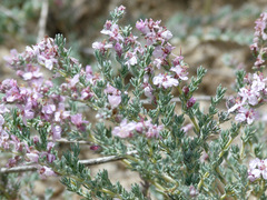 Frankenia thymifolia