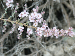 Frankenia thymifolia