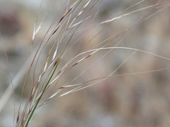 Achnatherum parviflorum