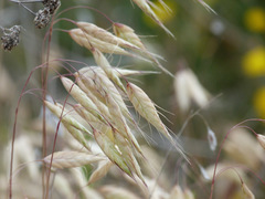 Bromus arvensis
