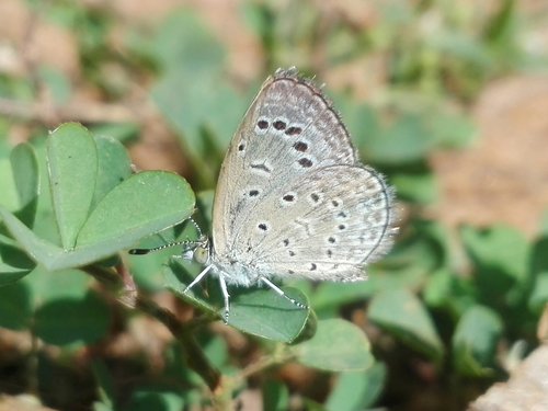 Dark Grass Blue photo 2