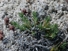 Teucrium pumilum
