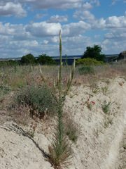 Reseda suffruticosa