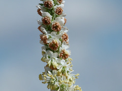 Reseda suffruticosa