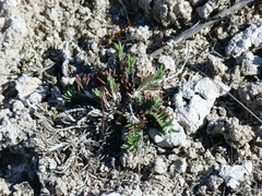 Teucrium pumilum