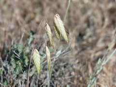 Bromus arvensis