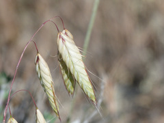 Bromus arvensis