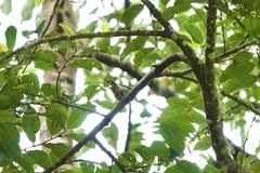 Arachnothera everetti
