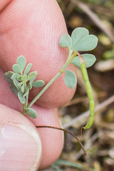 Coronilla minima