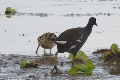 Gallinago