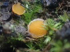 Octospora maireana