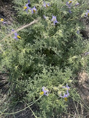 Solanum citrullifolium