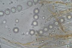 Octospora maireana