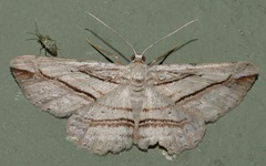 Syneora