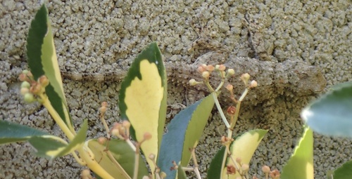 gekón širokoprstý (Tarentola mauritanica)