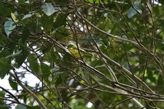 Pachycephala hypoxantha