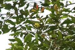 Pachycephala hypoxantha