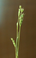 Bupleurum affine