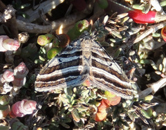 Xanthorhoe percrassata