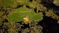 Nuphar lutea
