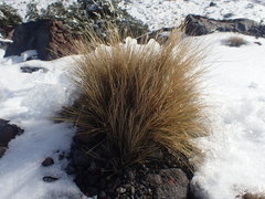 Rytidosperma setifolium