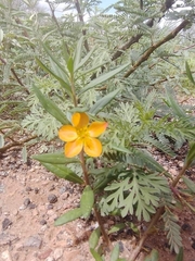 Talinum aurantiacum