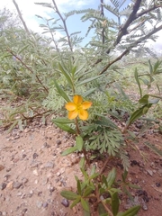 Talinum aurantiacum