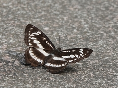 Limenitidini