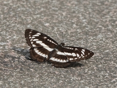 Limenitidini