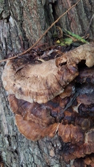 Trametes ochracea