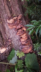 Trametes ochracea