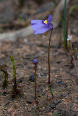 Utricularia beaugleholei