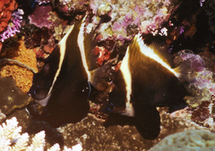 Heniochus varius