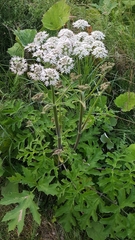 Heracleum sphondylium