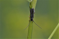 Phytoecia icterica