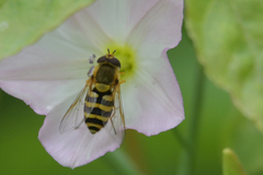 Syrphus ribesii