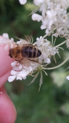 Apis mellifera