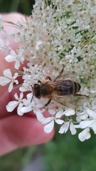 Apis mellifera