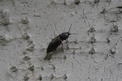 Selatosomus aeneus
