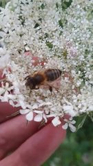 Apis mellifera