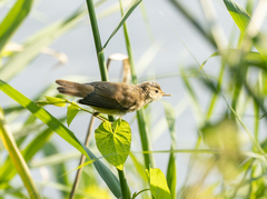 Acrocephalus scirpaceus