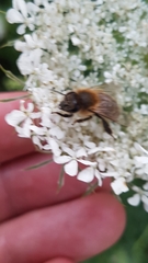 Apis mellifera