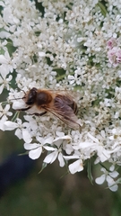 Apis mellifera