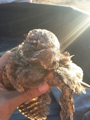 Antrostomus arizonae