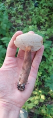 Gyroporus purpurinus