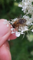 Apis mellifera