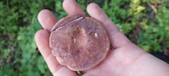 Gyroporus purpurinus